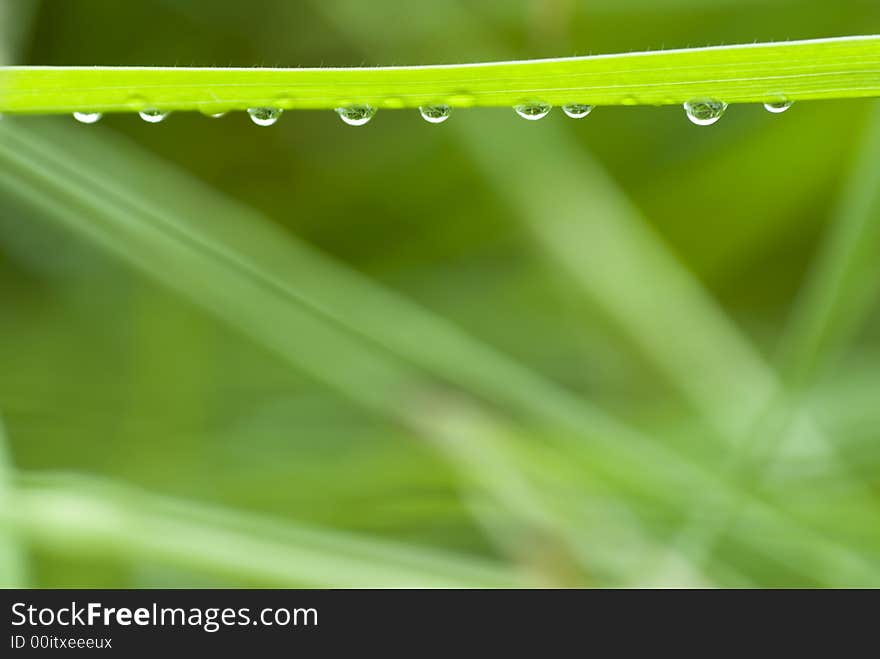 Grass With Hanging Droplets