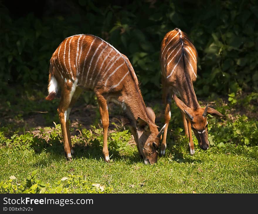 Feeding Young Antelopes