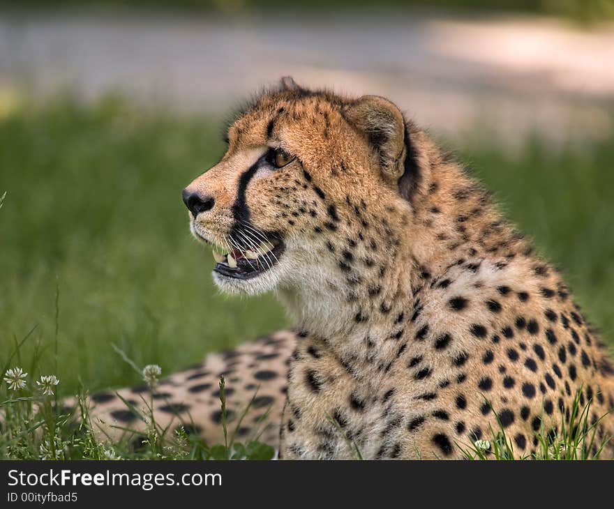 Cheetah