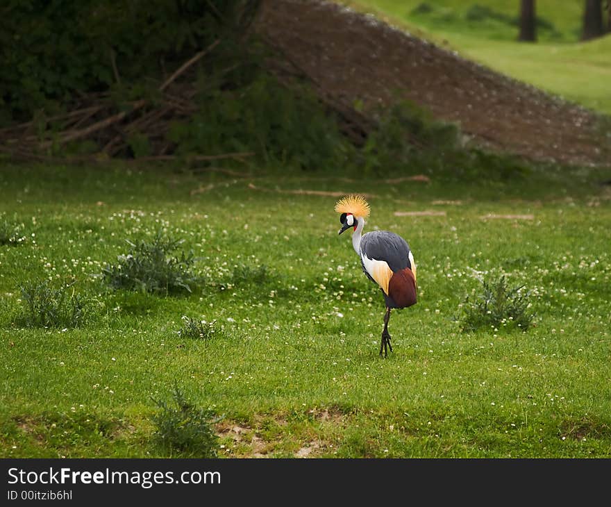 Grey Crowned Crane walking on the meadow