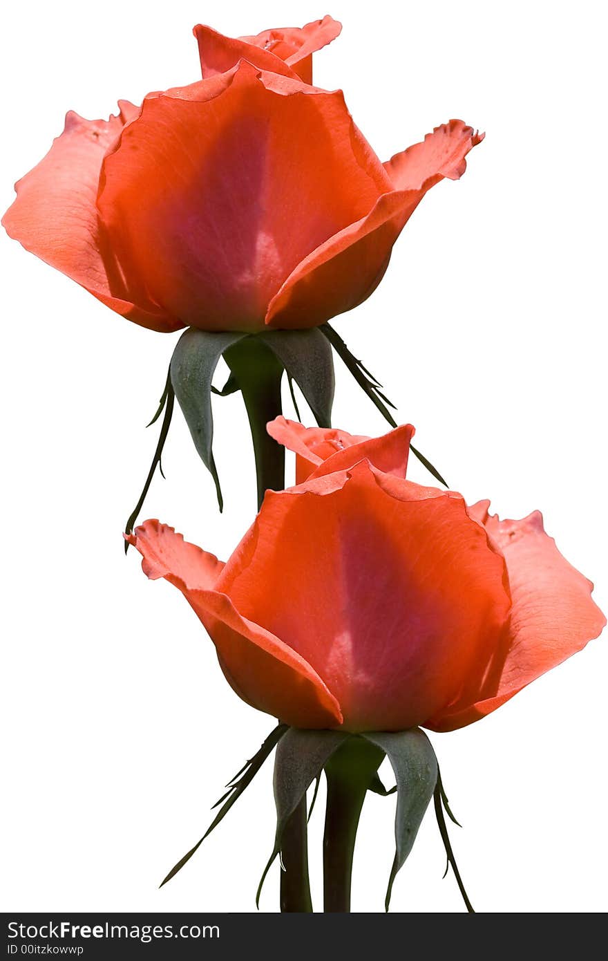 Red roses isolated on white background