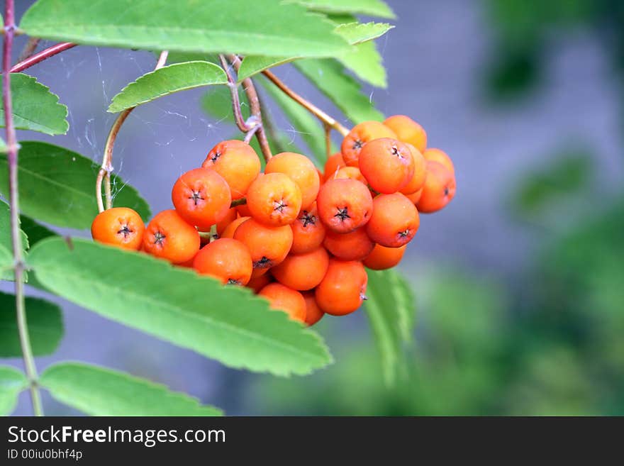 The cluster of a red mountain ash decorates an autumn wood. The cluster of a red mountain ash decorates an autumn wood