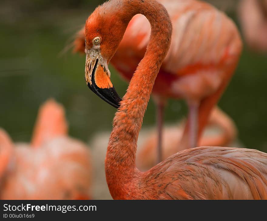 Pink Flamingo