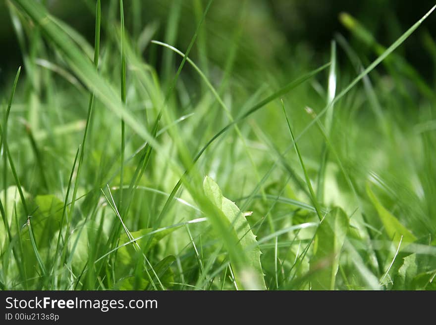 Summer, rest, green dense grass, the sun.