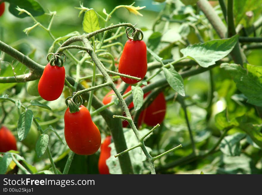 Tomatoes on the vine