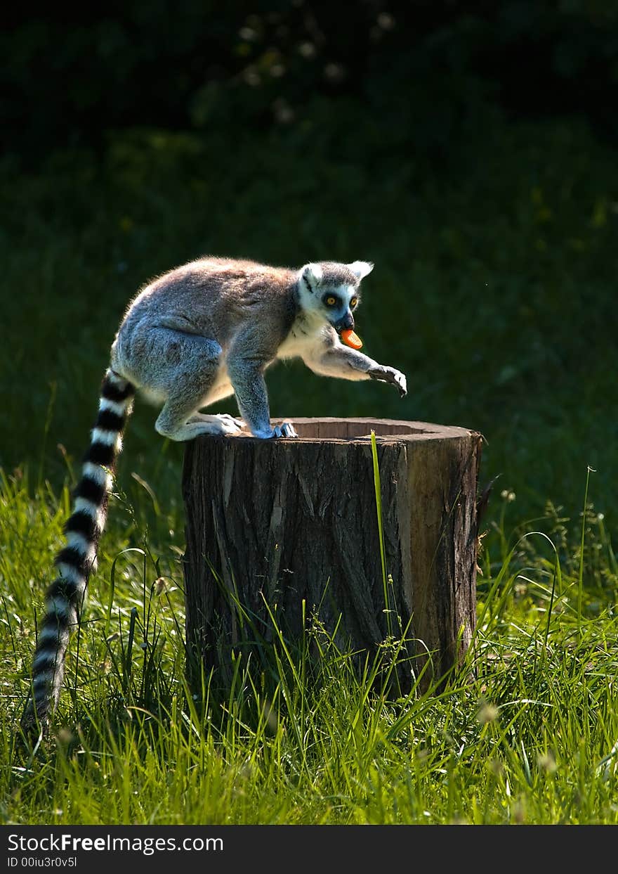 Eating Lemur