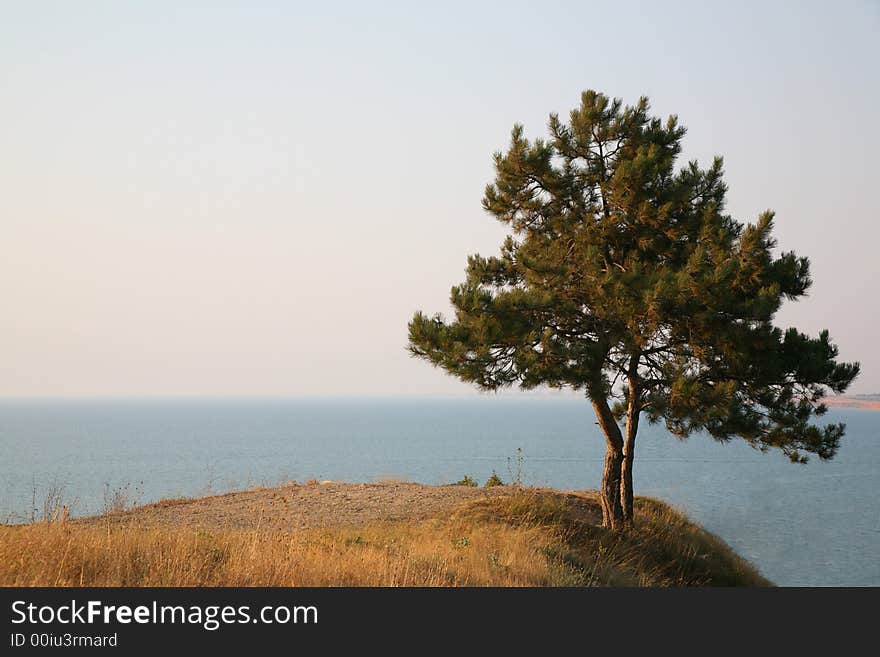 Alone pine on the steep shore