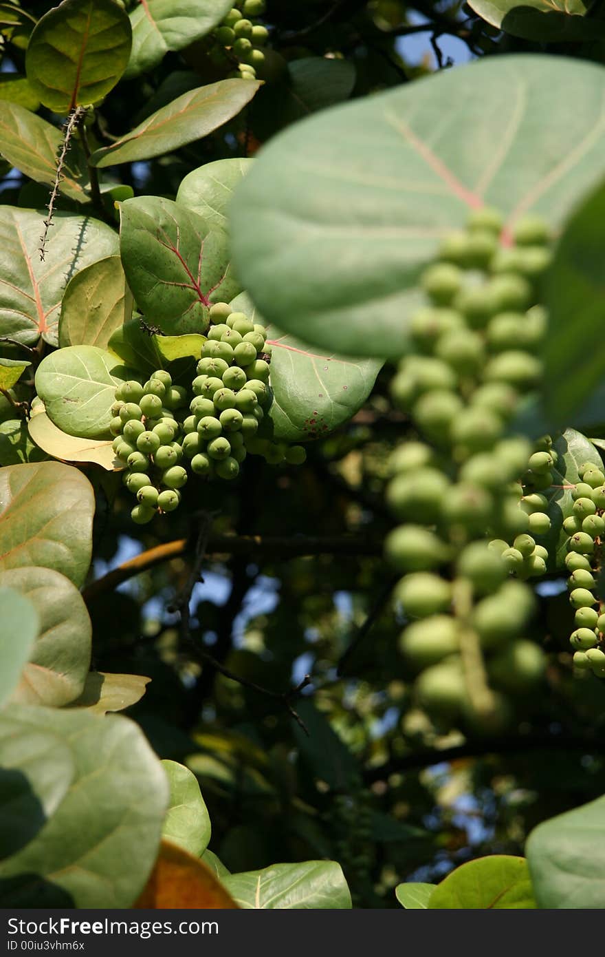 Shot of fruits with shallow DOF