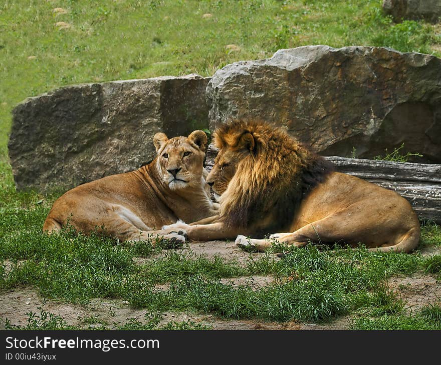 Lion and lioness lying and resting. Lion and lioness lying and resting