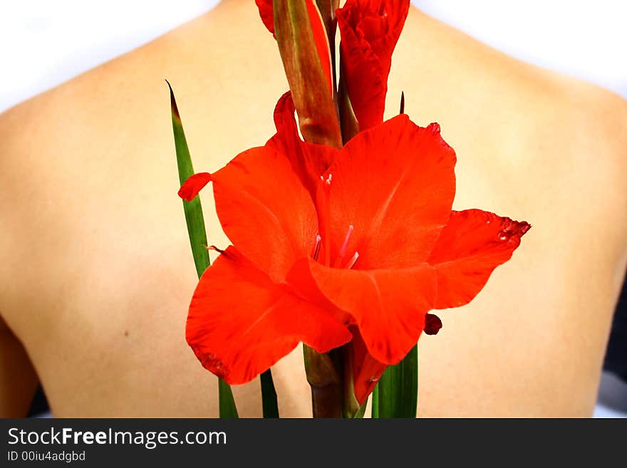 Back of a young woman with a flower and black hair. Back of a young woman with a flower and black hair