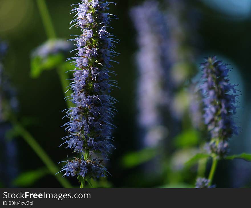 Look at these pretty pokey flowers. Look at these pretty pokey flowers.