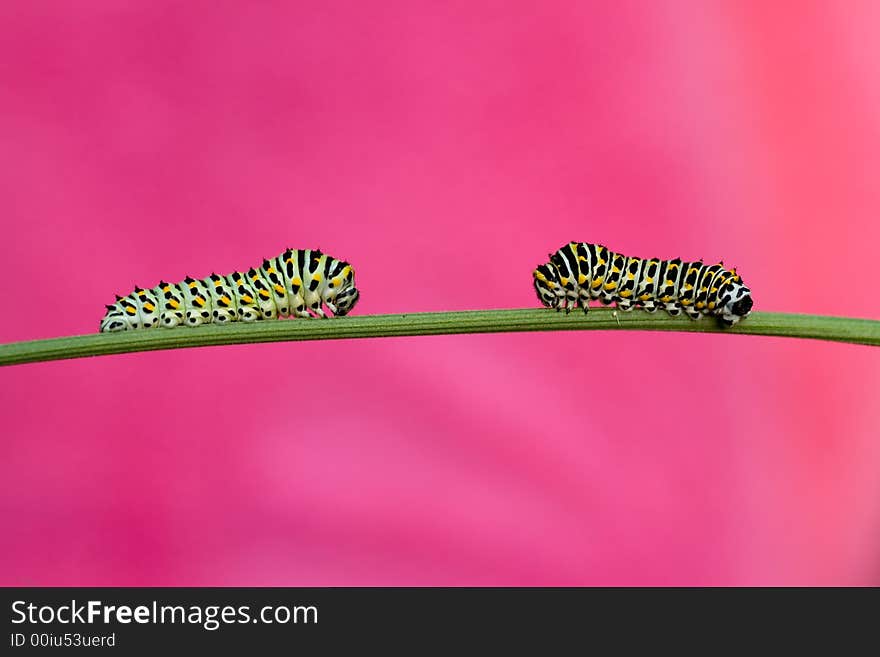 Papilio machaon larva