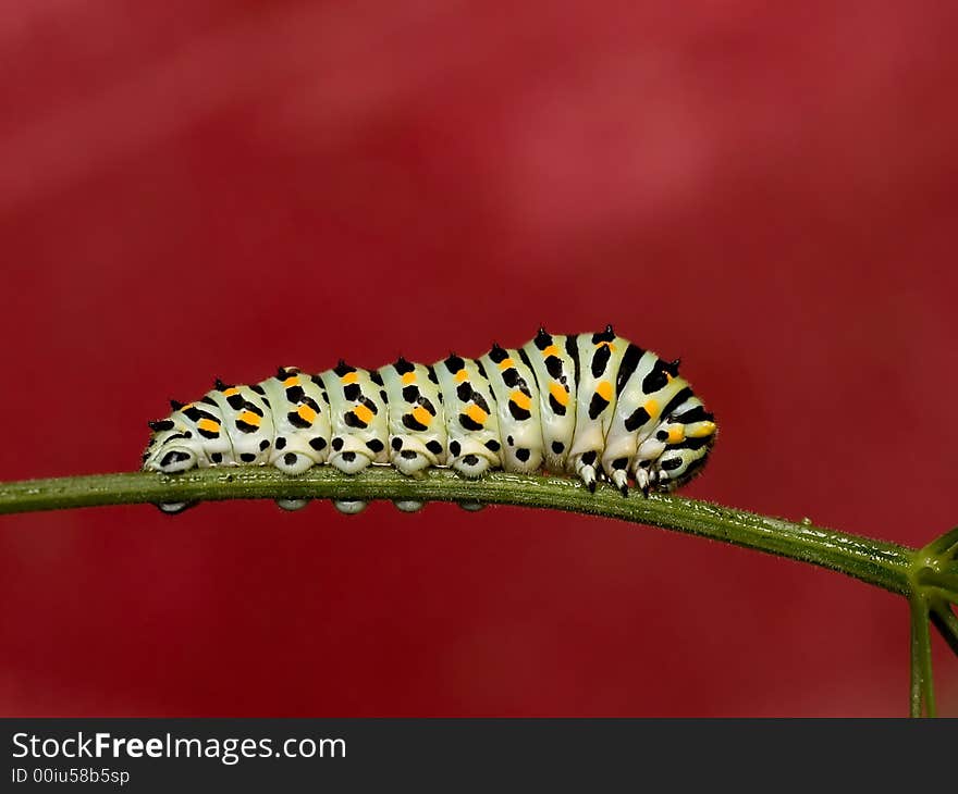 Papilio machaon larva