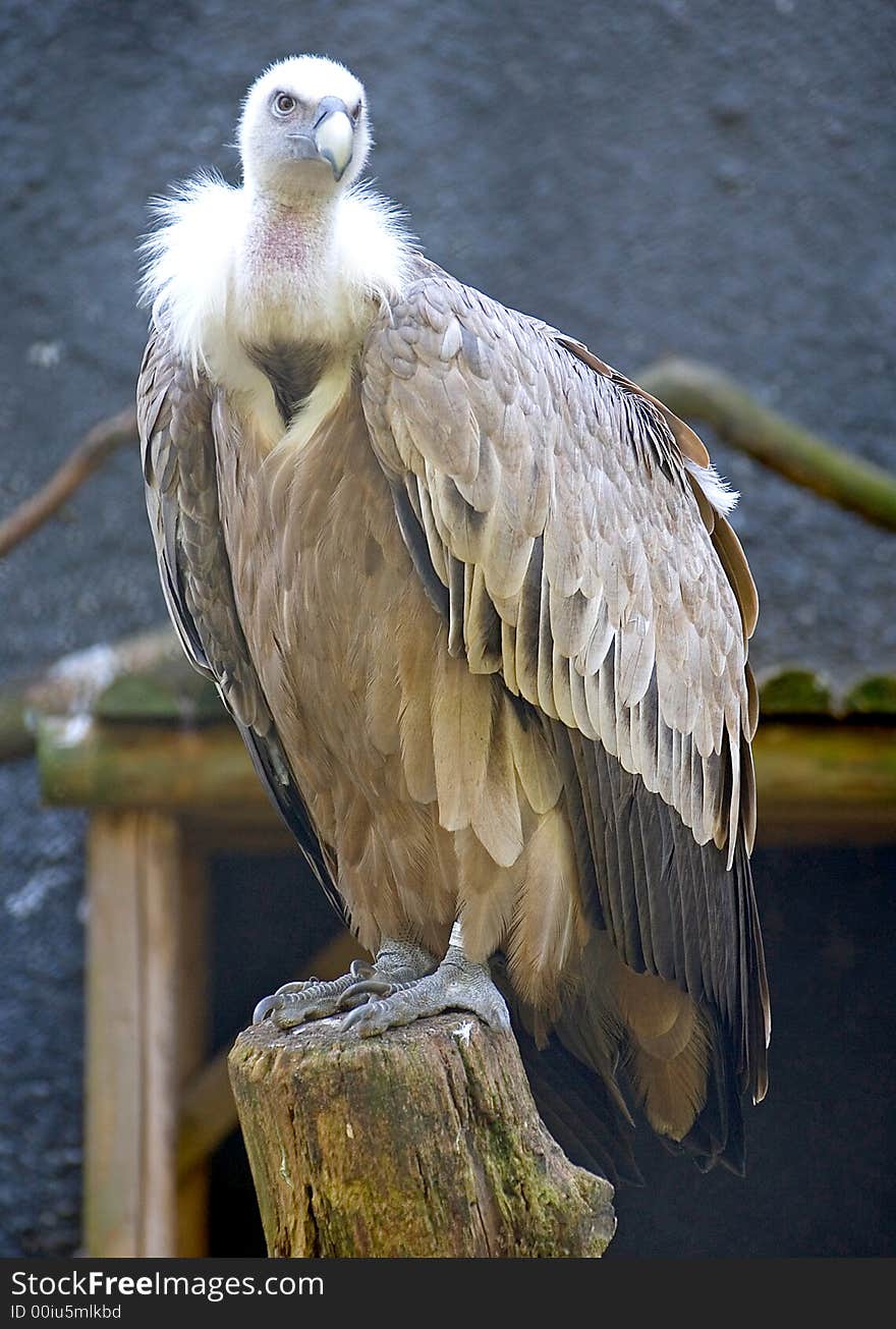 Griffon Vulture 1