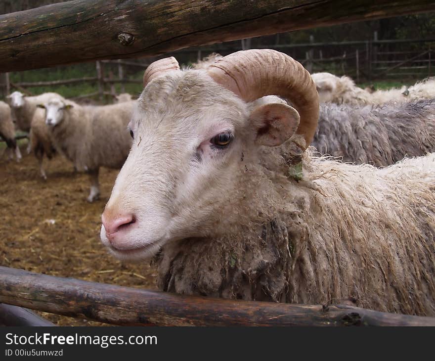 Portrait of the sheep in the barrier