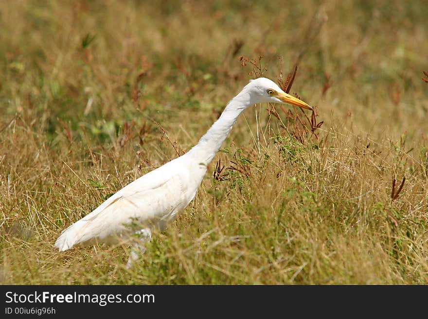 White Egret walking through grass.