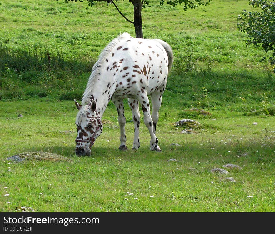 Tigered horse eating some grass in the pasture