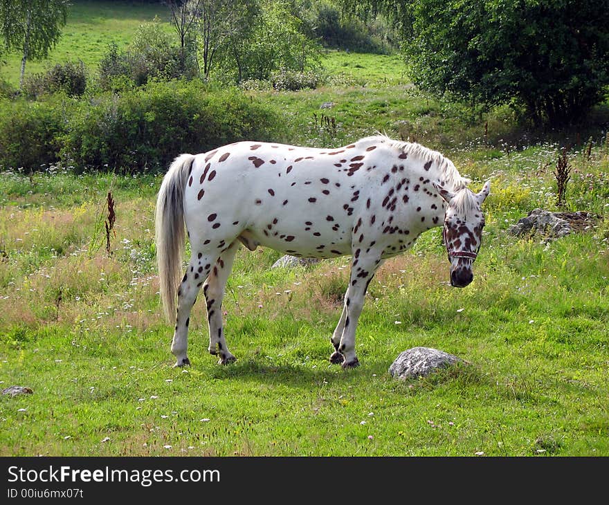 Tigered horse in the pasture looking towards. Tigered horse in the pasture looking towards