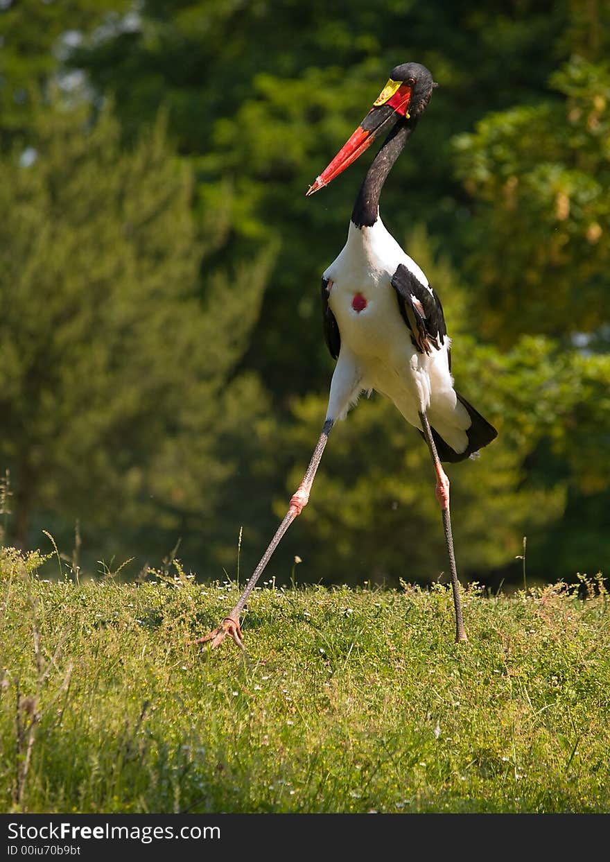 Saddlebilled Stork