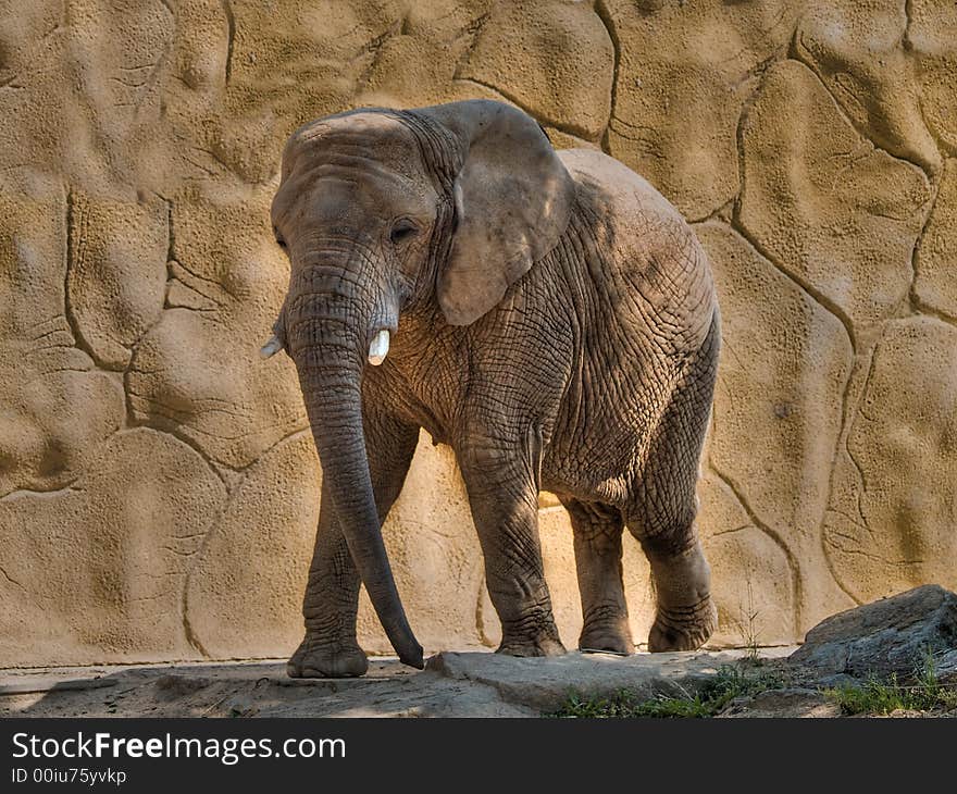 Walking Elephant in the ZOO