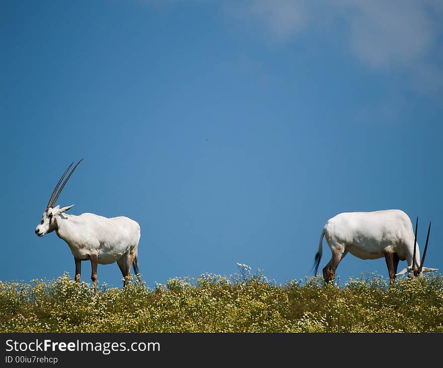 Elands