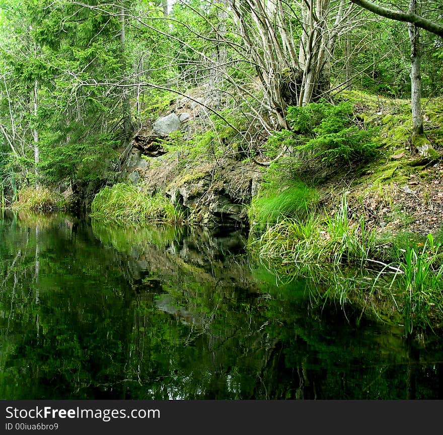 Mere in the forest