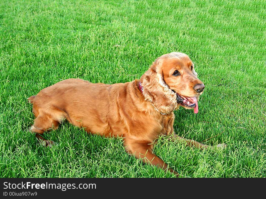 Very cute Cooker Spaniel, Cartucho