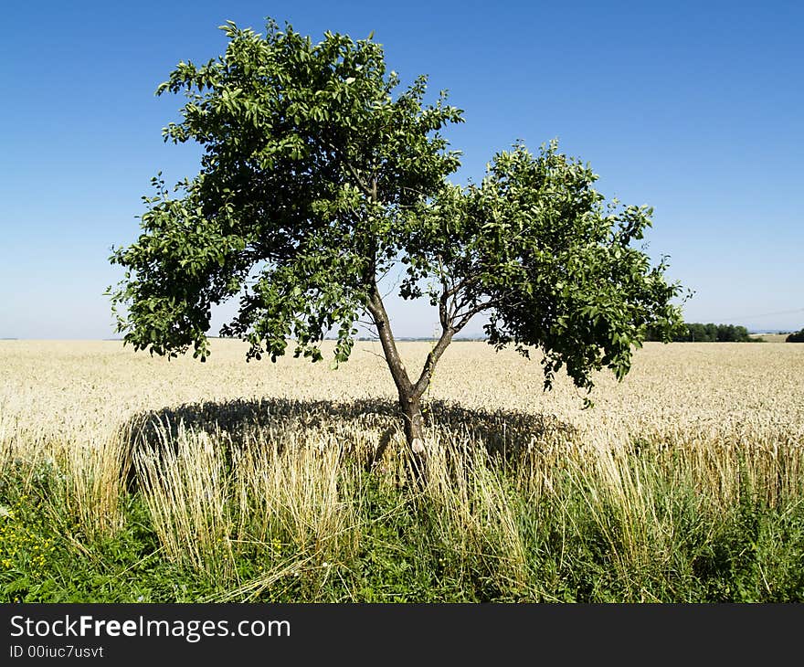 Two Trees And Field