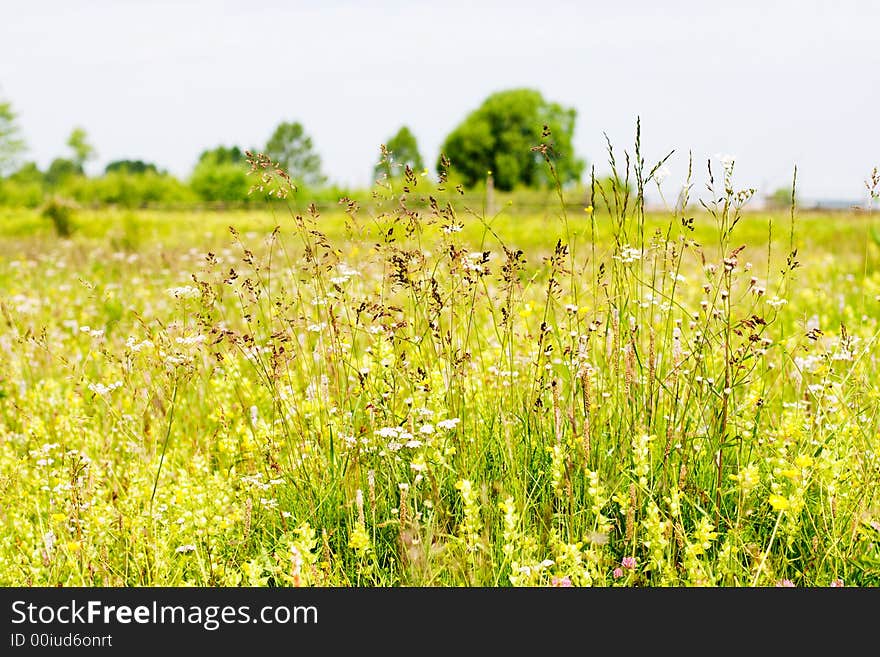 Motley grass field