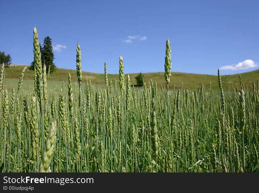 Field Of Wheat