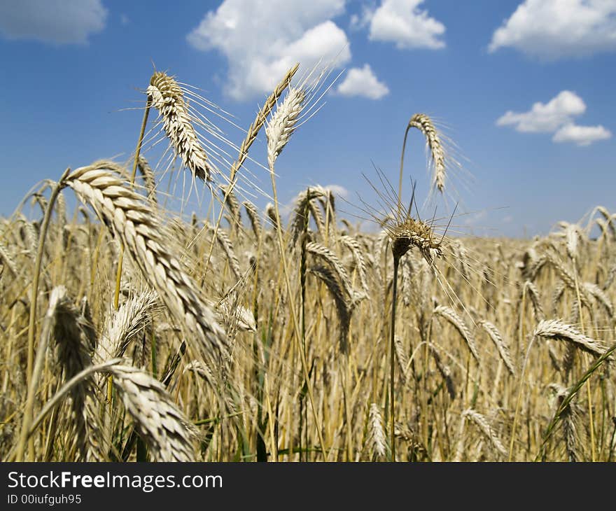 Corn Field With Ears