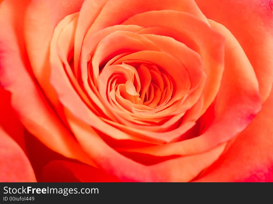 Rose background texture