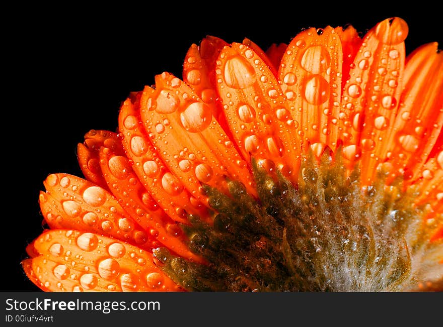 Flower isolated on black background. Flower isolated on black background