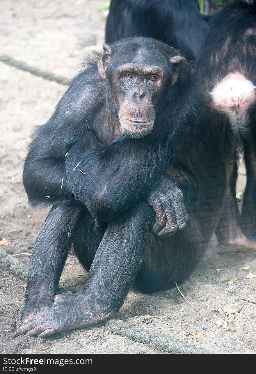 Chimpanzee 7