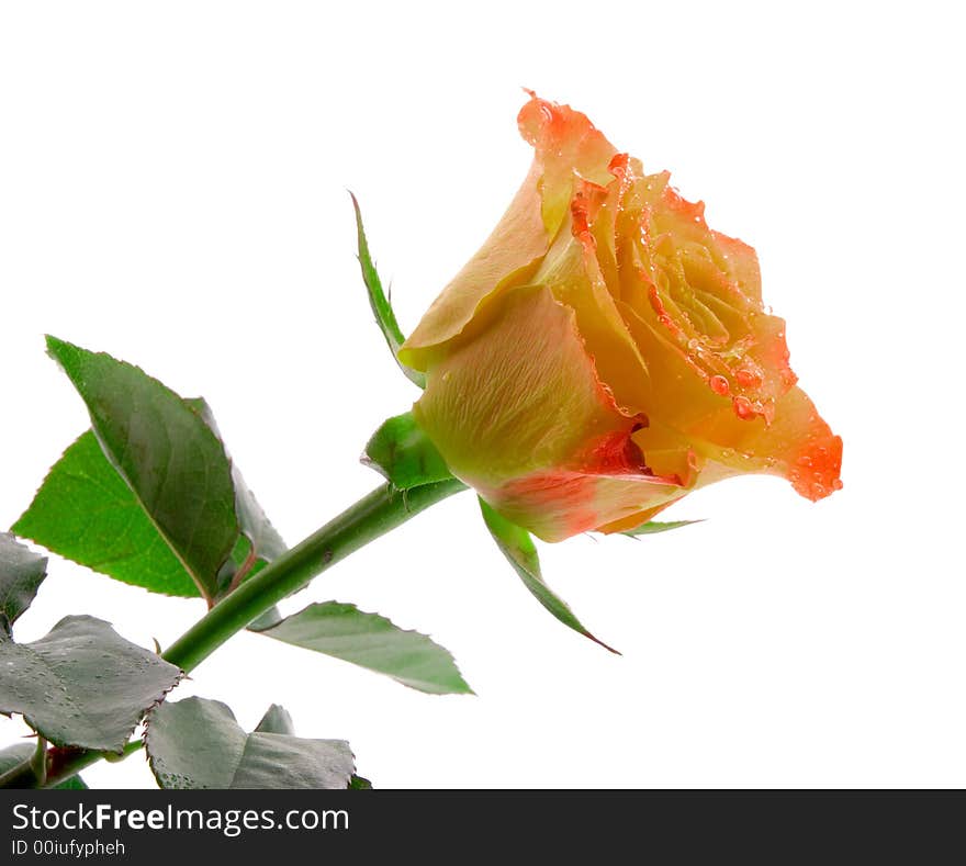 Beauty orange rose isolated on white background. Beauty orange rose isolated on white background