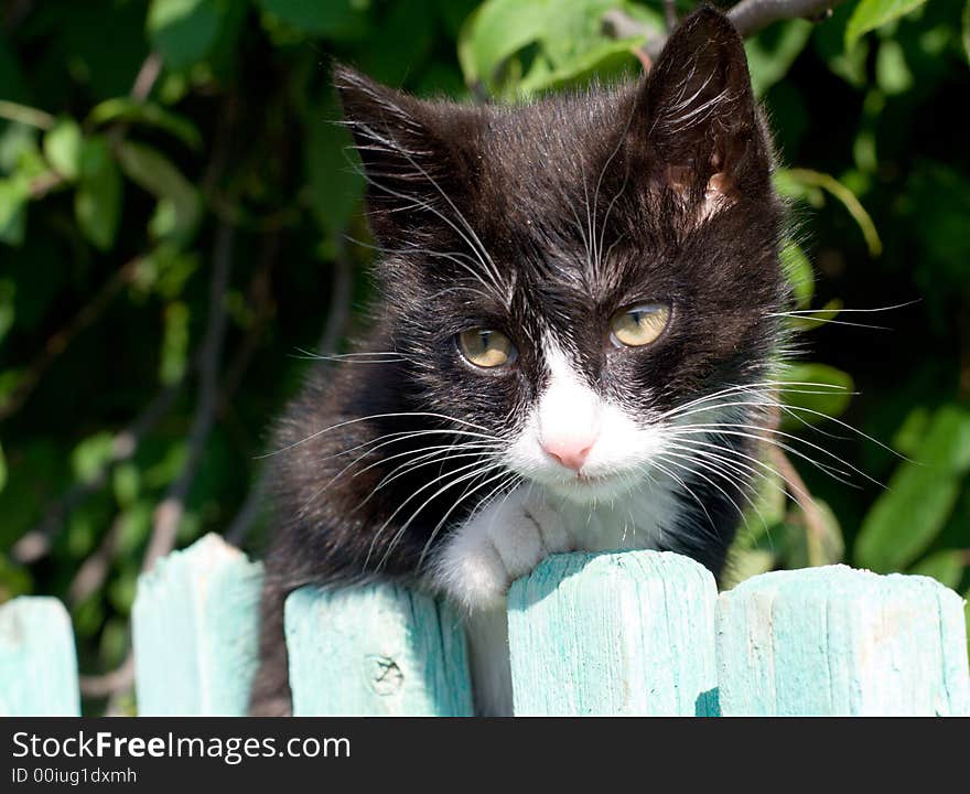 Black and white kitten look out from the fence. Black and white kitten look out from the fence