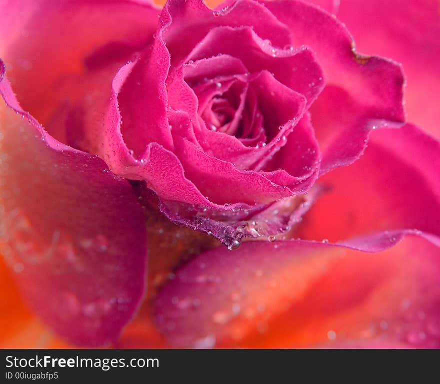 Wet rose background texture close up