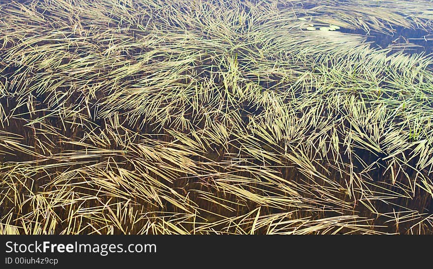 Background of bog surface