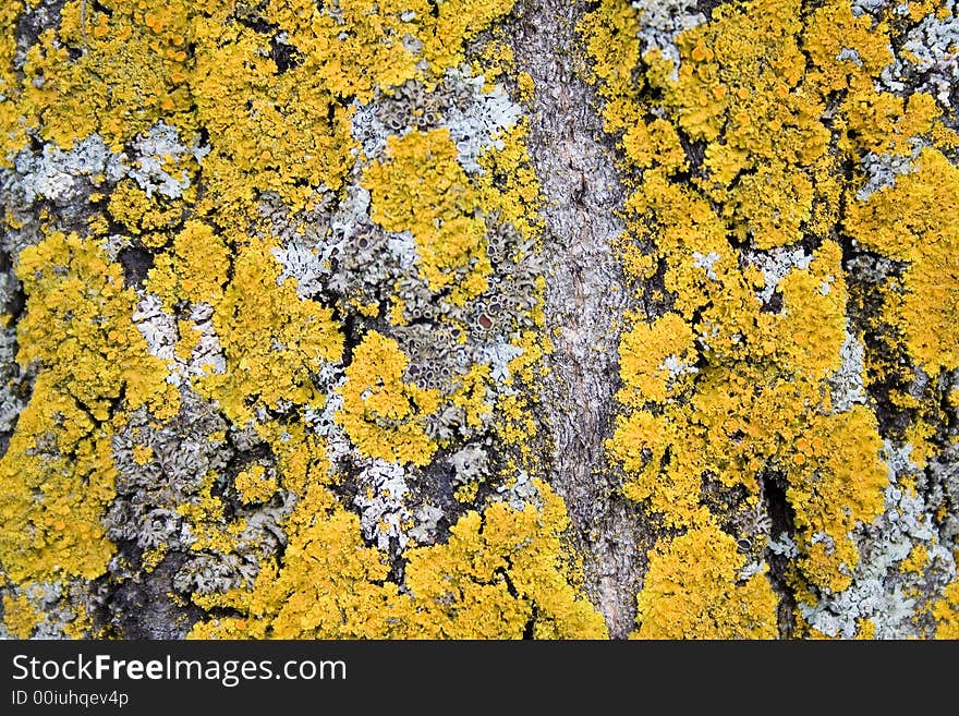 Yellow lichen on tree bark