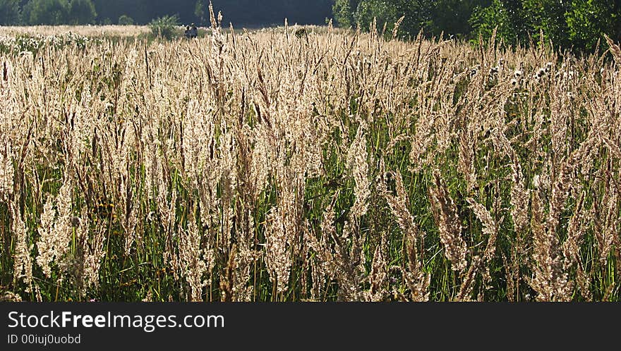 Russian beauty field with many grass