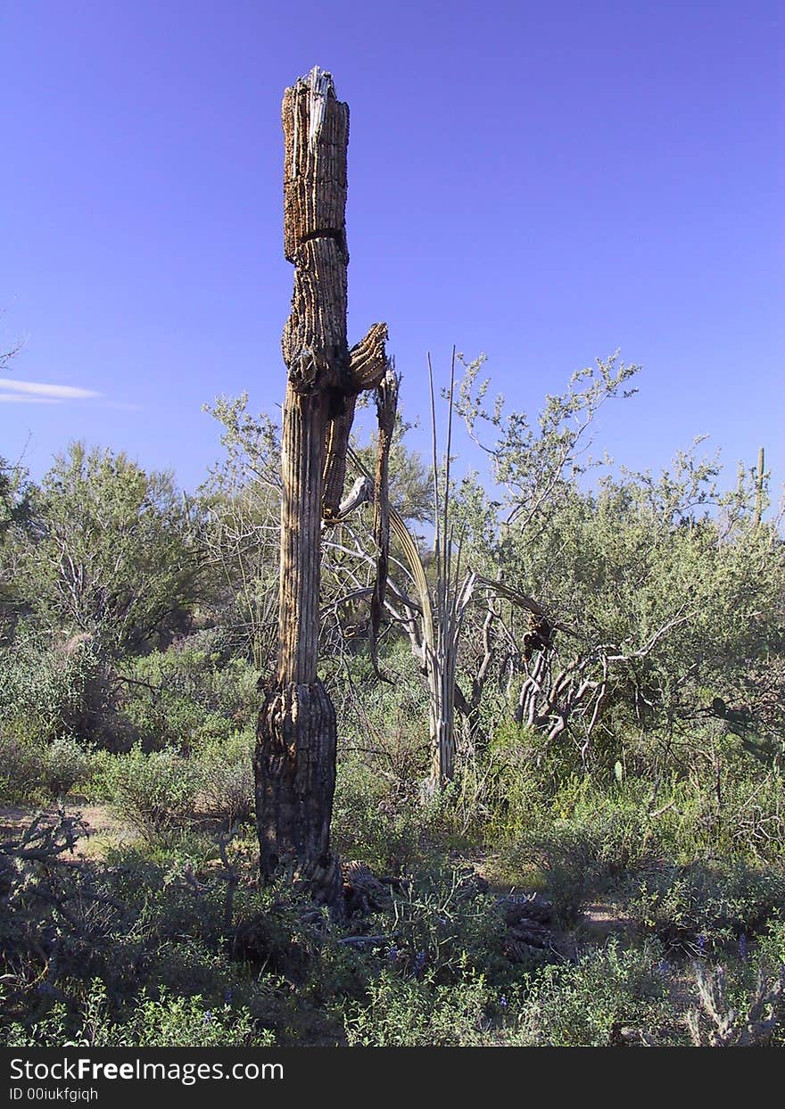 Dead Saguaro Cactus