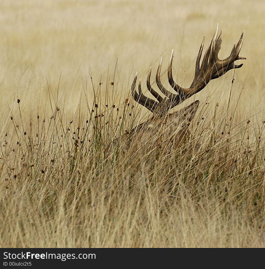 Two  fawn in morning sun