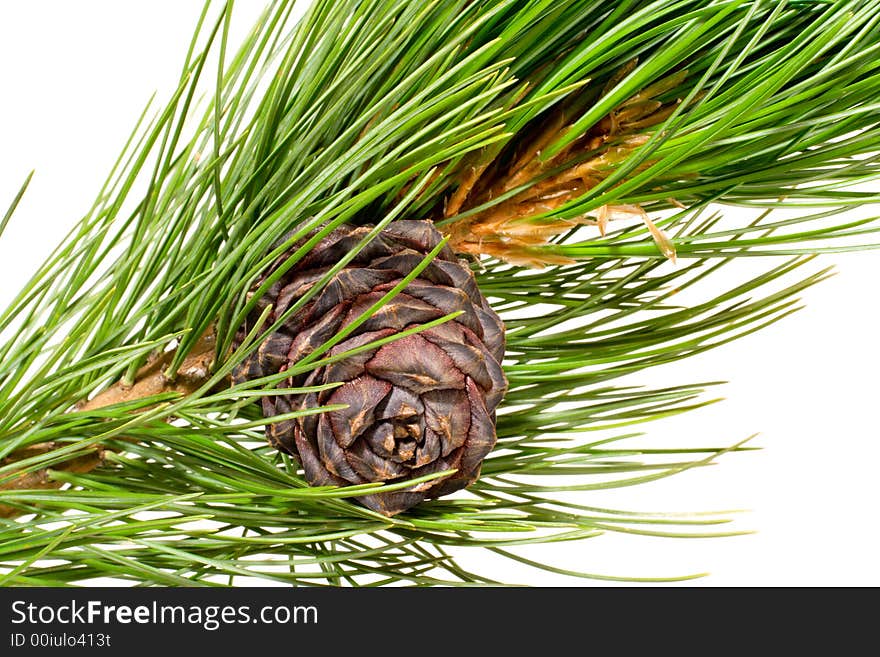 Siberian cedar(siberian pine) branch with ripe cone isolated on white (natural habitat - siberia and the Far East). length of needles about 10-15cm. Siberian pine is tree with specific tarry scent. Cones contents very tasty nuts. Siberian cedar(siberian pine) branch with ripe cone isolated on white (natural habitat - siberia and the Far East). length of needles about 10-15cm. Siberian pine is tree with specific tarry scent. Cones contents very tasty nuts.