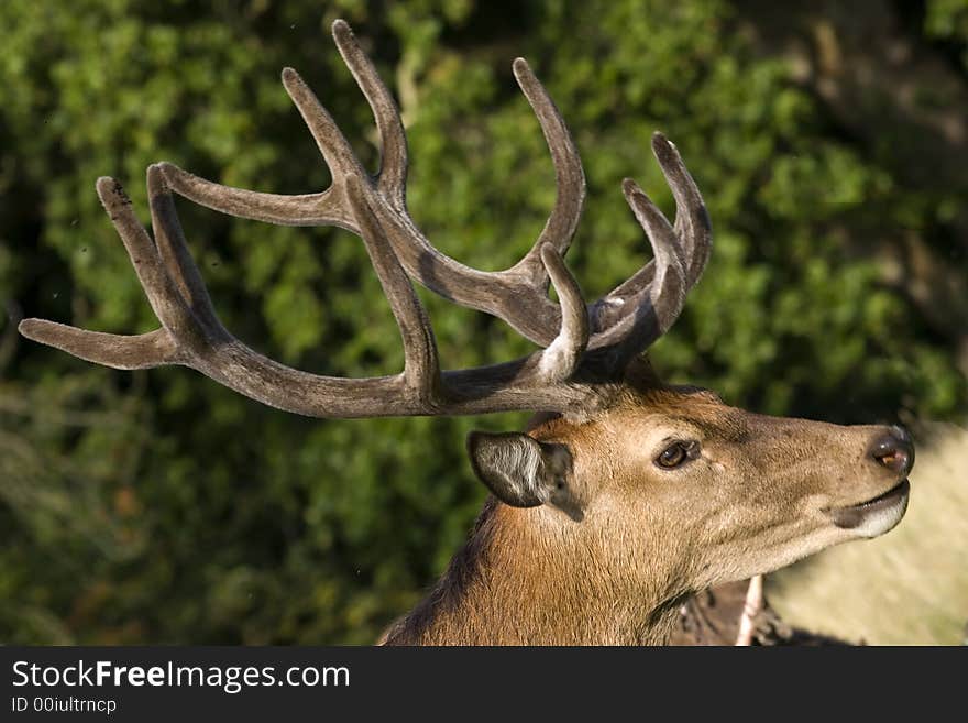 Fawn shoot in morning sun