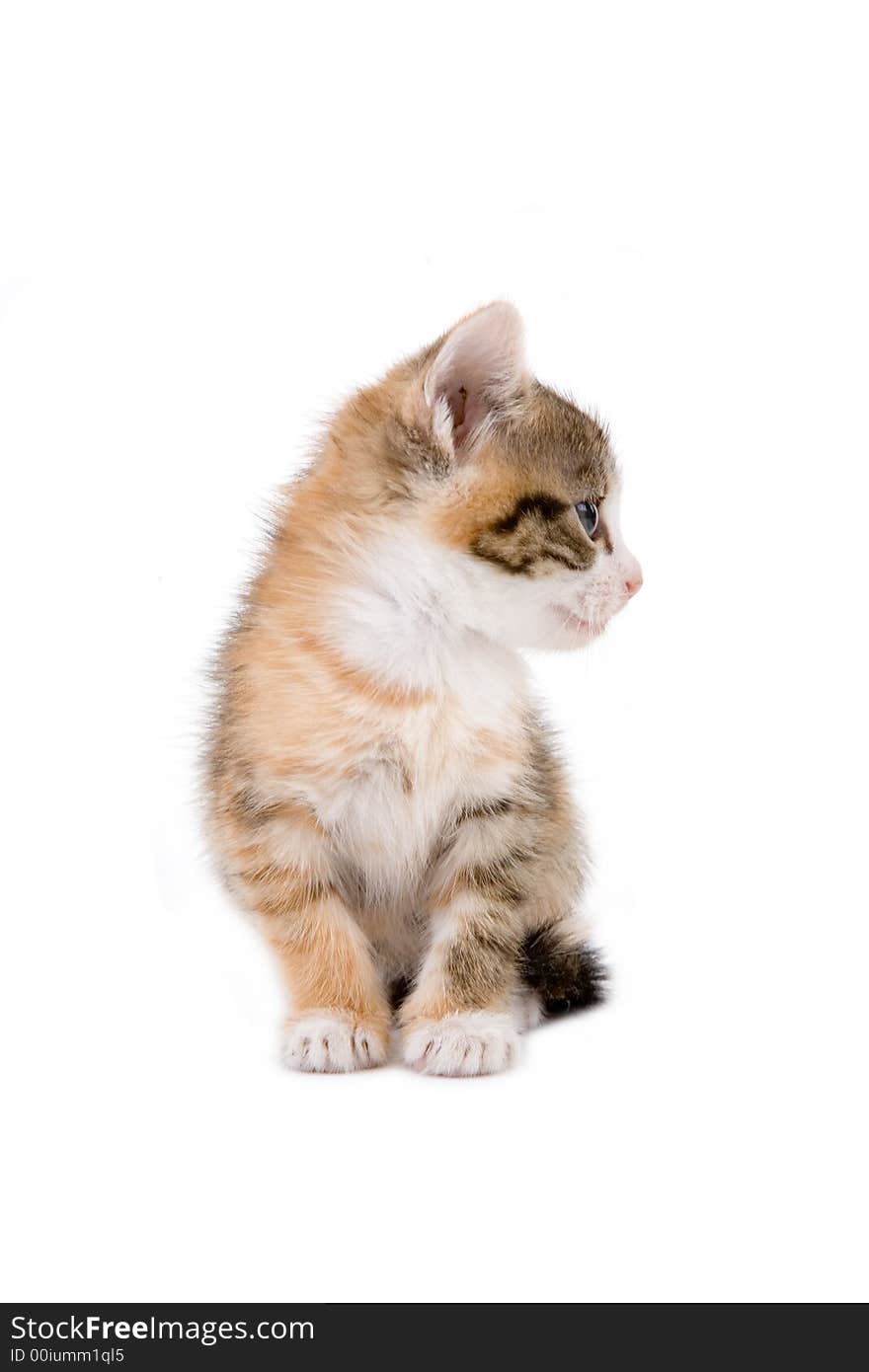 Striped kitten (5 weeks) standing on a floor. Striped kitten (5 weeks) standing on a floor