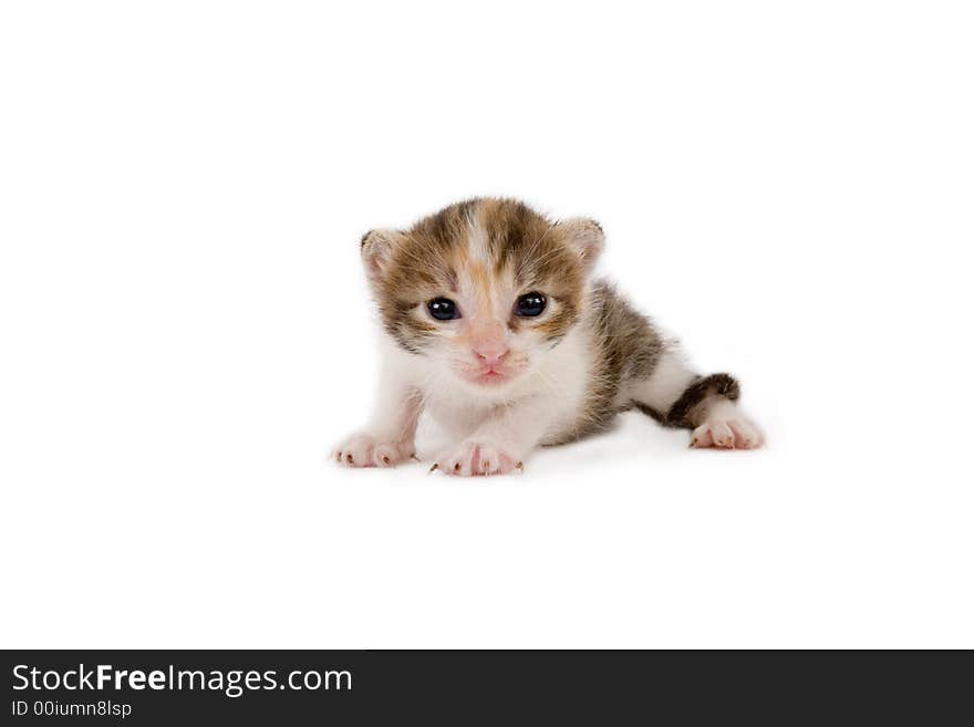 3 weeks striped kitten, isolated