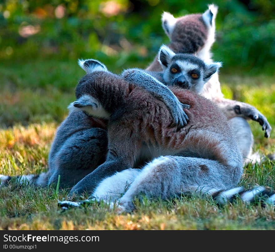 Ring-tailed Lemurs