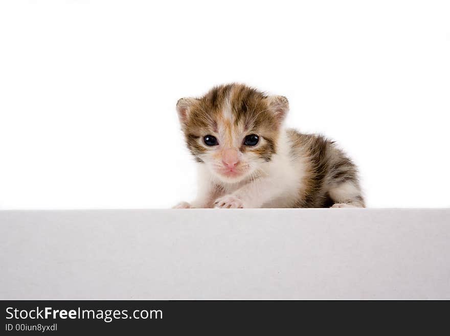 Striped kitten on a white box, isolated