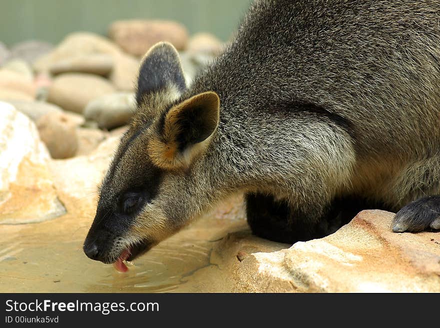 Drinking kangaroo