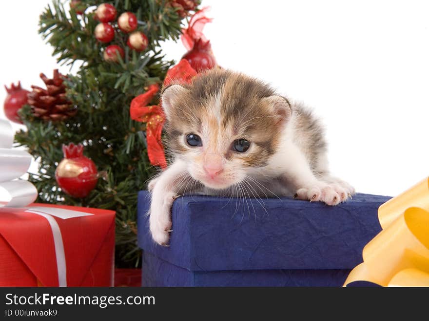 Striped kitten christmas tree